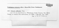 Kaernefeltia californica image